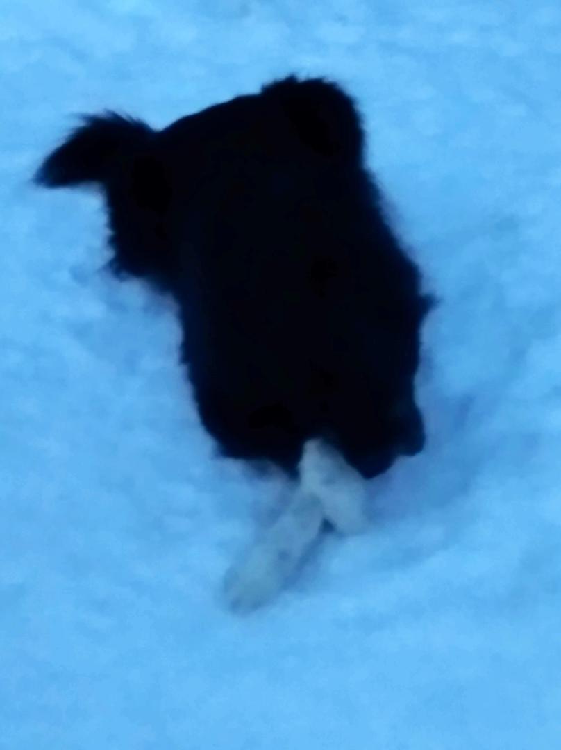 image.thumb.jpeg.b25a35e18be0f11ea532e435971e8313.jpeg