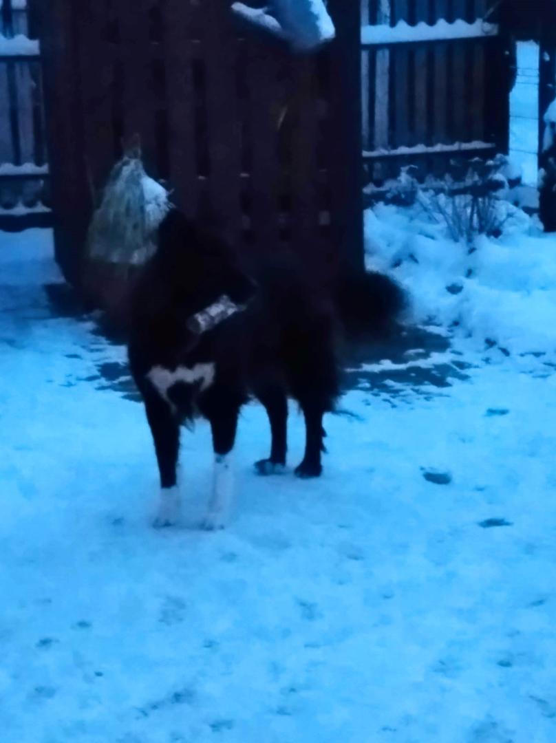 image.thumb.jpeg.cc6469700898cd1fa84b7e96b72277d3.jpeg