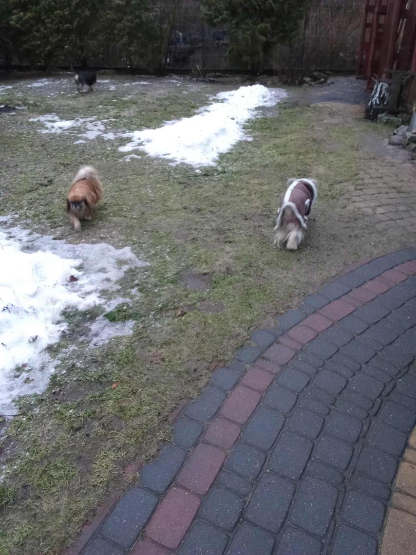image.thumb.jpeg.1b010367b7c8f07c13b7b835d2d37d8f.jpeg