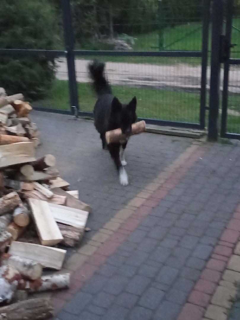 image.thumb.jpeg.a94f33f069ef6abcf999eaa0e464c4cc.jpeg