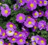 image.jpeg.27a76c2f90df179616ef9ca7ea603eca.jpeg