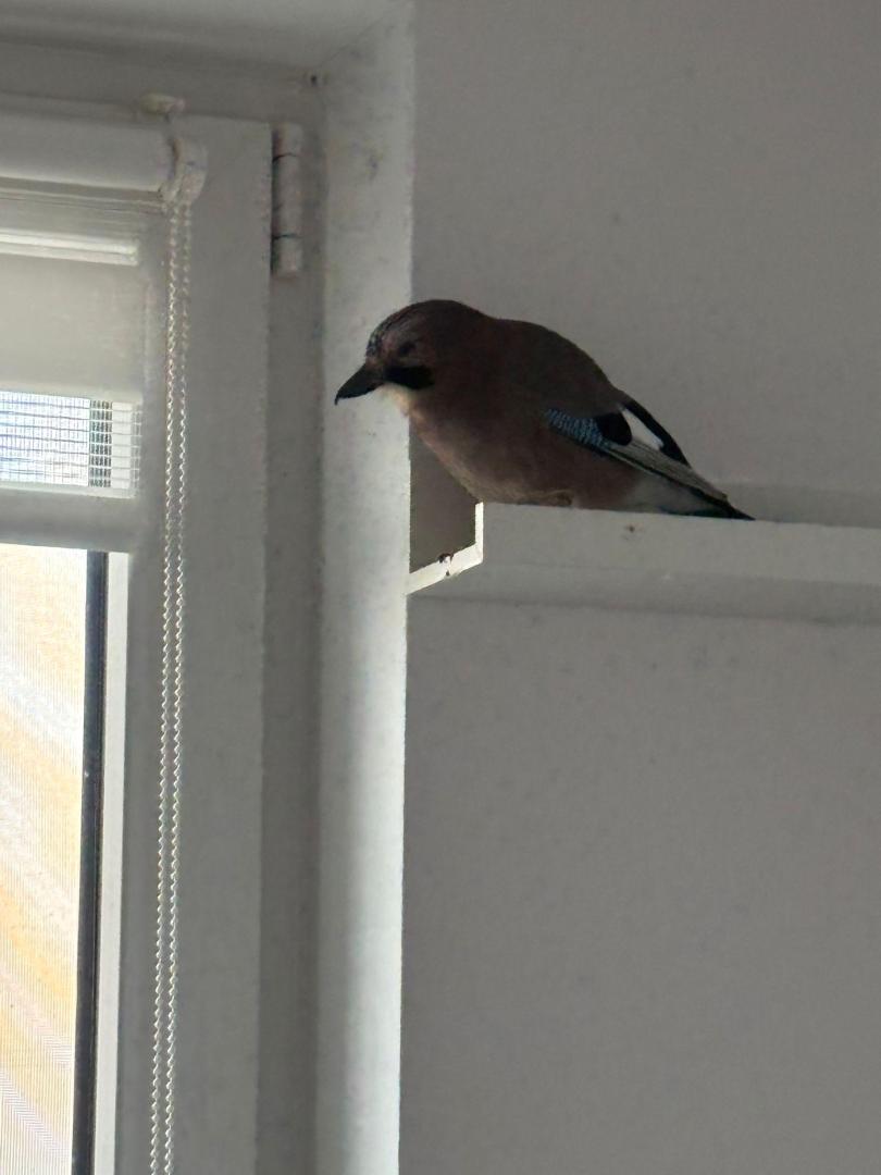 IMG-20241202-WA0010.jpg