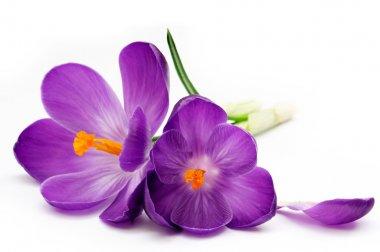 depositphotos_2164896-stock-photo-crocus.jpg.d177ccd9355f1dae92ccfebff7918ad2.jpg
