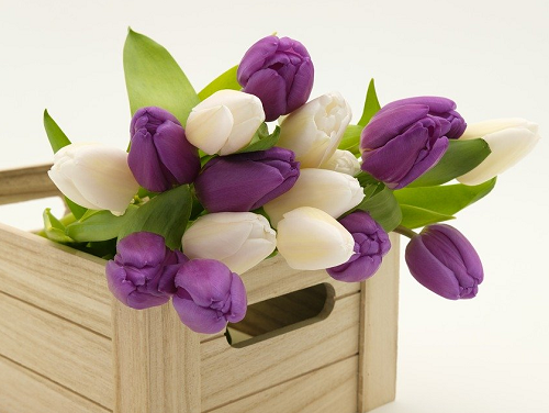 tulipany1.png.bc44af16837a51af8710d79b41955bbe.png