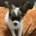 Gizmo.papilonek