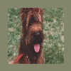 Briard