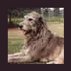 Irishwolfhound