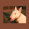 maCko