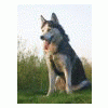 GreyWolf