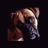 Boxerka_murderer