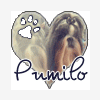 pumilo