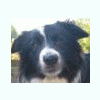 BCollie