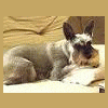 photo-thumb-13942.gif
