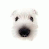 Lambli@