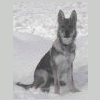 aniawolf