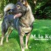 M.Ia K9