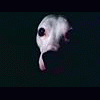 Tom