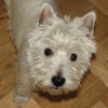 westie_Nel