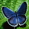 Mortishia