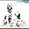 Paplotka