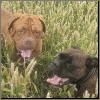 Dabaska