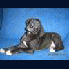 Hera_dog