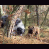 Wyderka