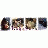 kasija