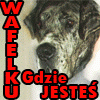 Ivanhoe_pl