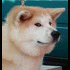 Olovo