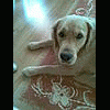 giovanna_goldenka