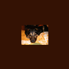 Lucyferek_Wro