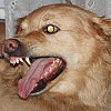 SlaweX