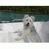 Idefix1