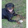 Rottweilerka