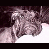 elisee