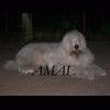 Alfaamal