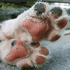 Piwonia