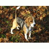 beaglowa