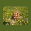 margi-