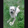 Border Terrier