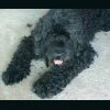 scorpic2