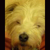 zeppi