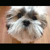 Shih-tzak