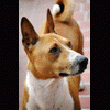 basenji.help