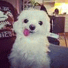 punkie
