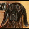 mrowkax