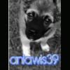 aniawis39