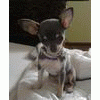 Chihuahuaa