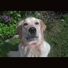 Lucy -Kejsi